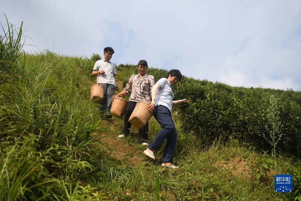 在廣西蒼梧縣六堡鎮(zhèn)山坪村，祝雪蘭（前）和村民采茶后走下茶山（2022年9月22日攝）。新華社記者 陸波岸 攝